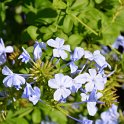 Plumbago auriculata (3)